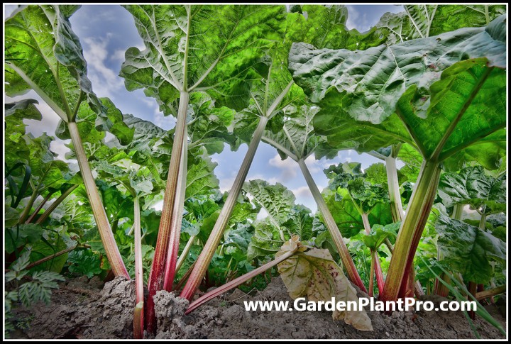 How To Grow Rhubarb In Your Vegetable Garden