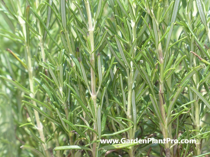 Growing & Harvesting Rosemary For Health and Happiness At Home
