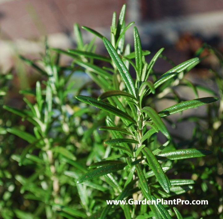 Growing & Harvesting Rosemary For Health and Happiness At Home