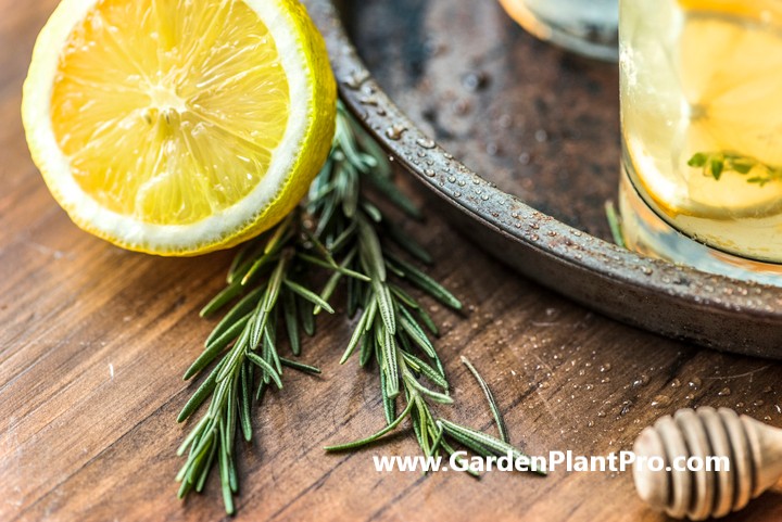 Growing & Harvesting Rosemary For Health and Happiness At Home