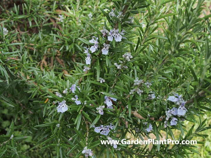 Growing & Harvesting Rosemary For Health and Happiness At Home