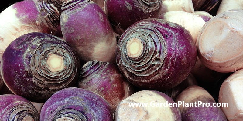 How To Grow Rutabaga (Swede) In Your Vegetable Garden