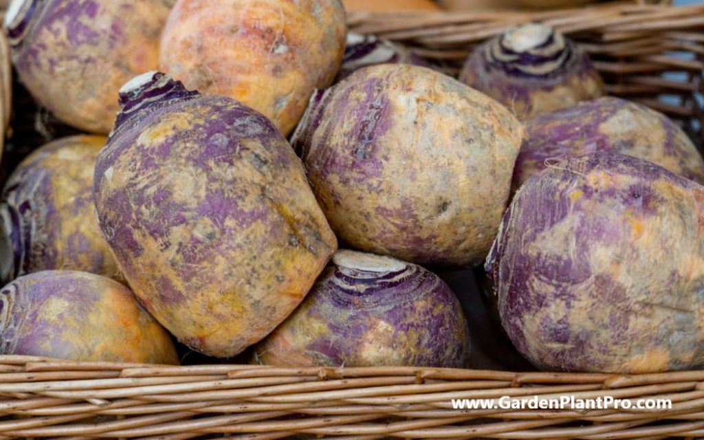 How To Grow Rutabaga (Swede) In Your Vegetable Garden