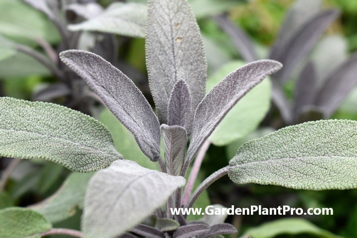 Sage: The Aromatic Herb That's Easy To Grow At Home