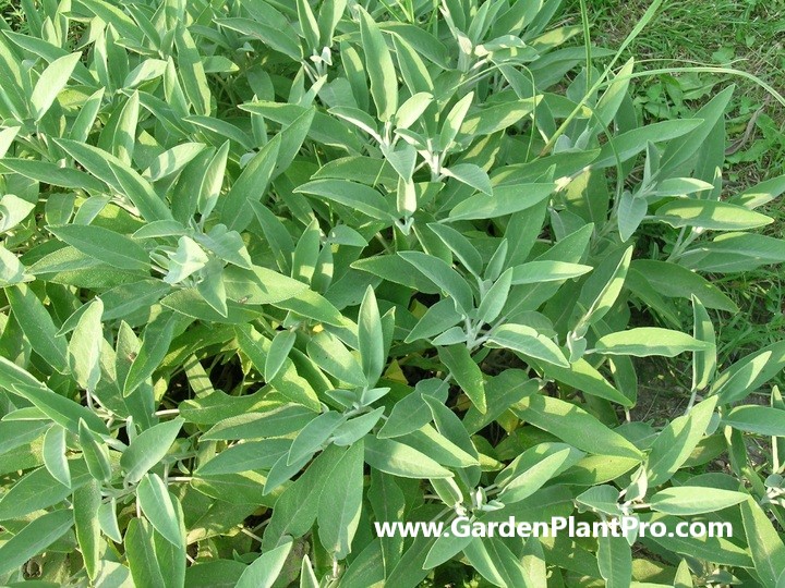 Sage: The Aromatic Herb That's Easy To Grow At Home