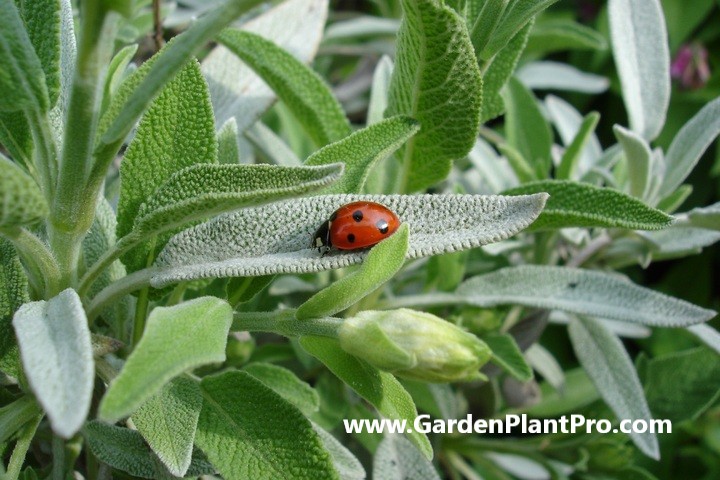 Sage: The Aromatic Herb That's Easy To Grow At Home