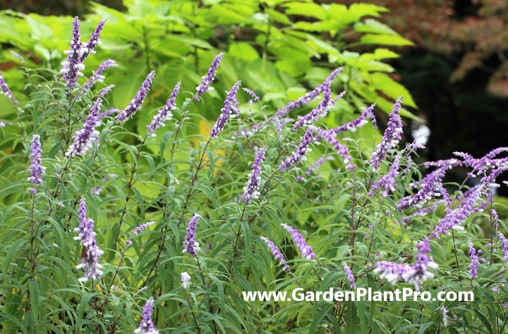 Sage: The Aromatic Herb That's Easy To Grow At Home