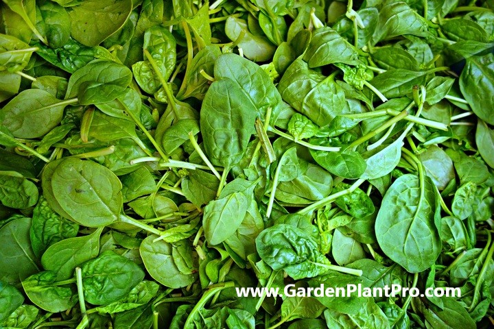 Spinach - Grow Your Own Superfood In Your Vegetable Garden