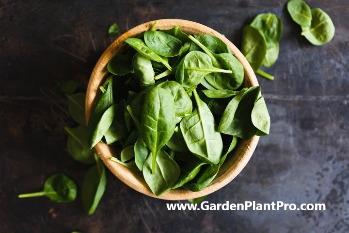 Spinach - Grow Your Own Superfood In Your Vegetable Garden
