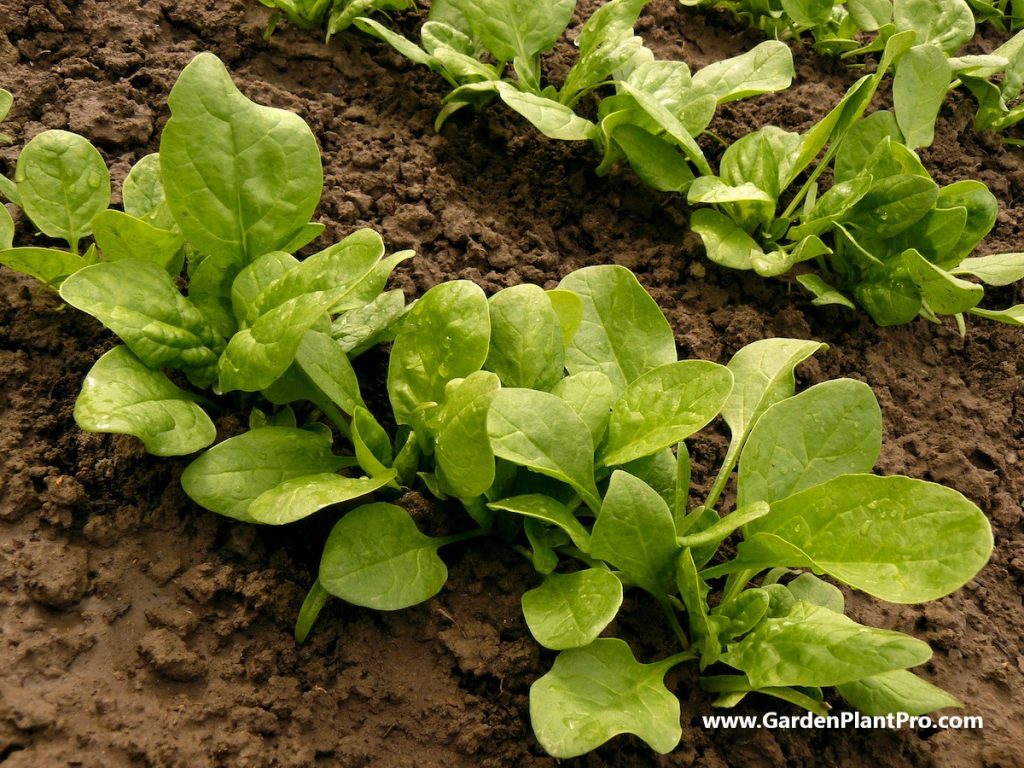 Spinach - Grow Your Own Superfood In Your Vegetable Garden