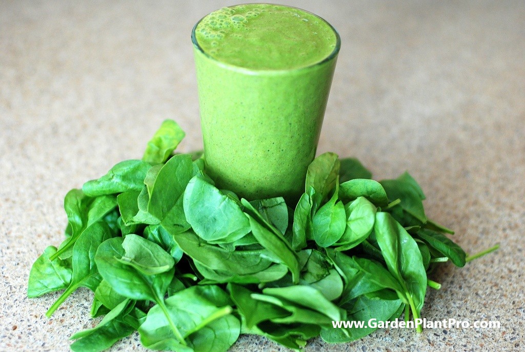 Spinach - Grow Your Own Superfood In Your Vegetable Garden