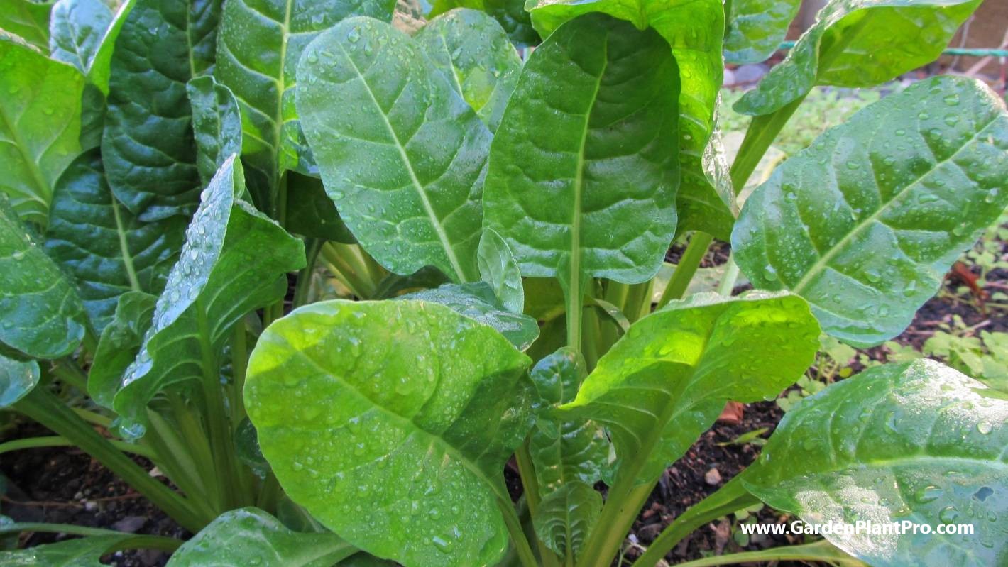 Spinach Grow Your Own Superfood In Your Vegetable Garden