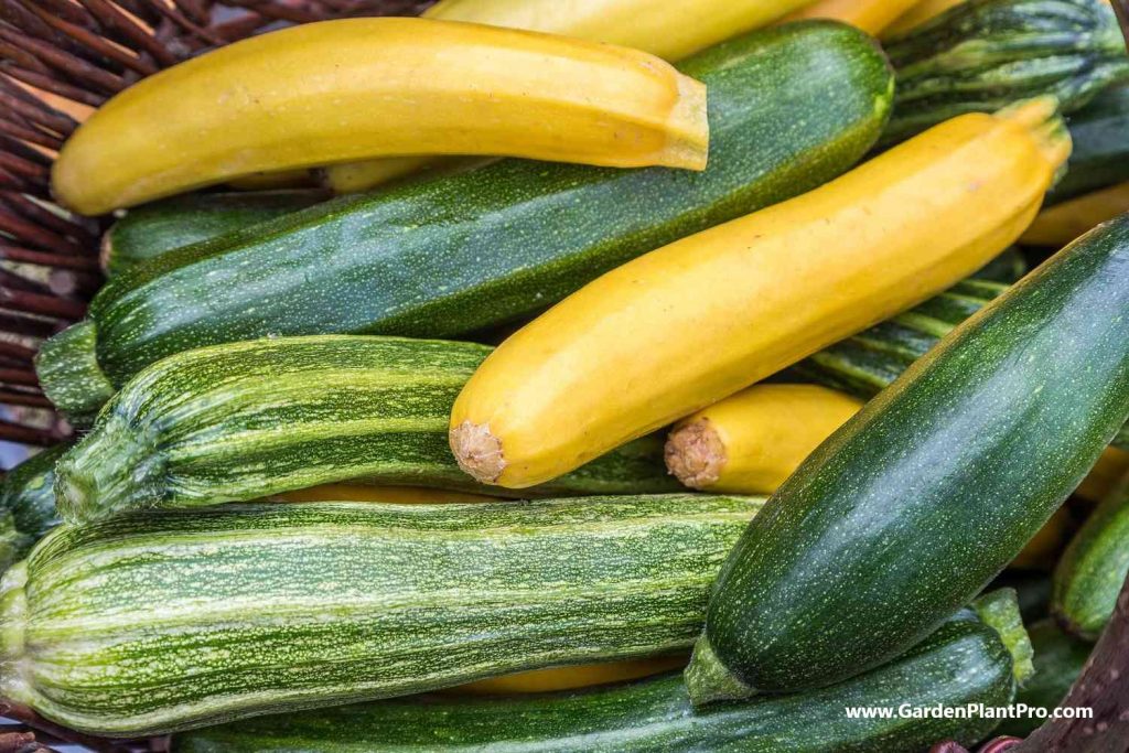 The Benefits Of Growing Your Own Squash & How To Do It