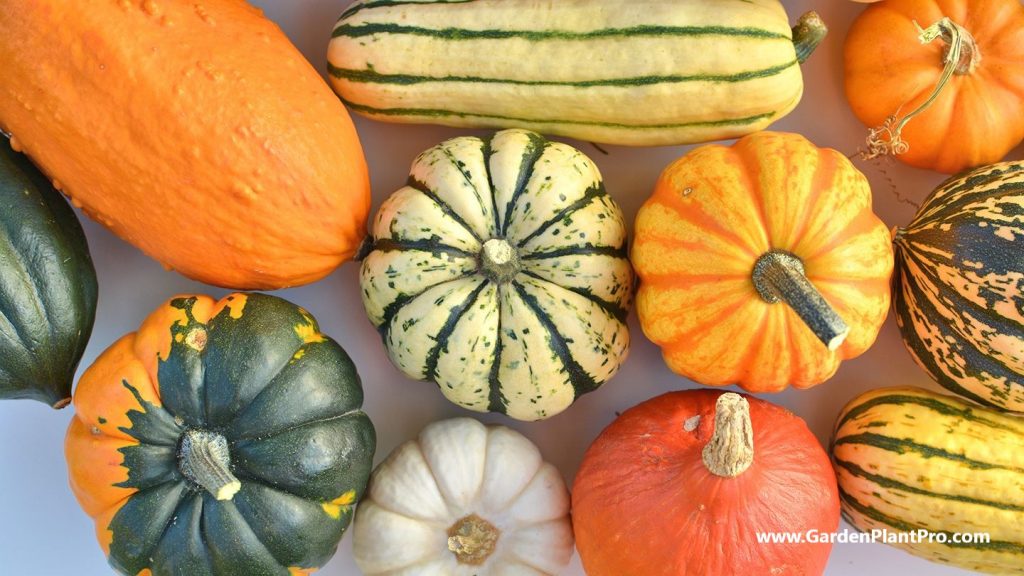 The Benefits Of Growing Your Own Squash & How To Do It