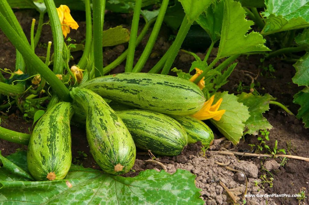 The Benefits Of Growing Your Own Squash & How To Do It