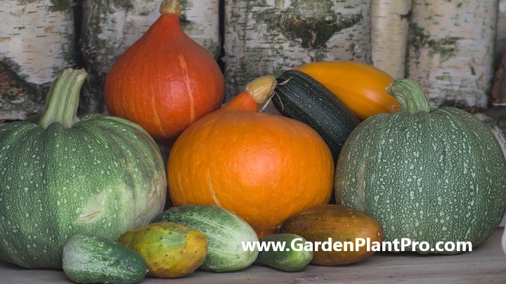 The Benefits Of Growing Your Own Squash & How To Do It