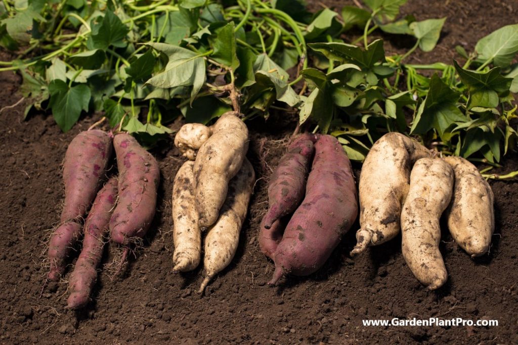 Harvest Your Own Sweet Potatoes: A Guide To Growing & Caring For Your Crop