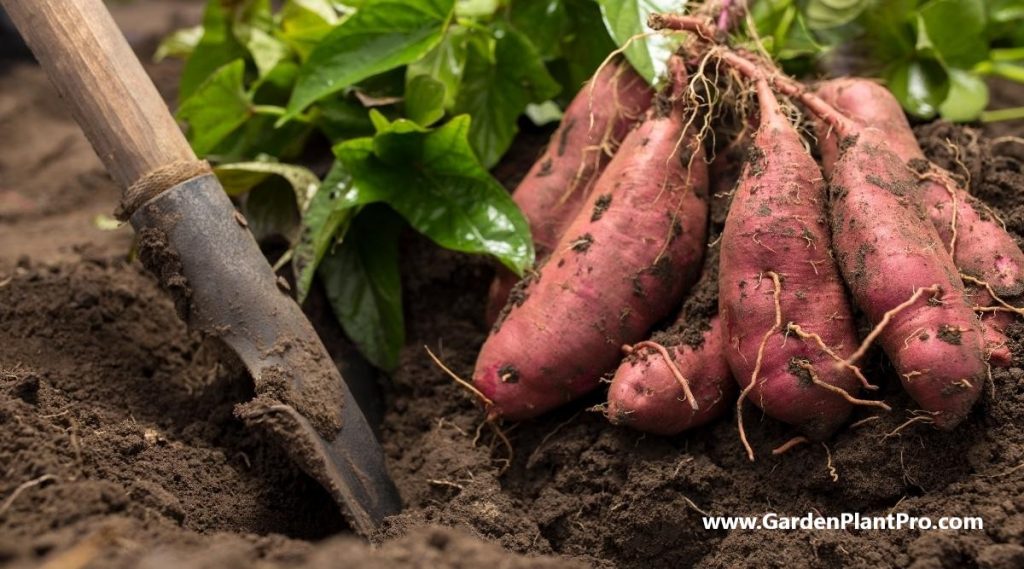 Harvest Your Own Sweet Potatoes: A Guide To Growing & Caring For Your Crop