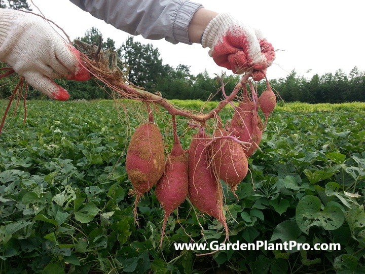 Harvest Your Own Sweet Potatoes: A Guide To Growing & Caring For Your Crop