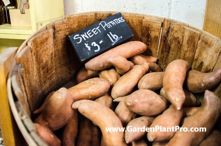 Harvest Your Own Sweet Potatoes: A Guide To Growing & Caring For Your Crop