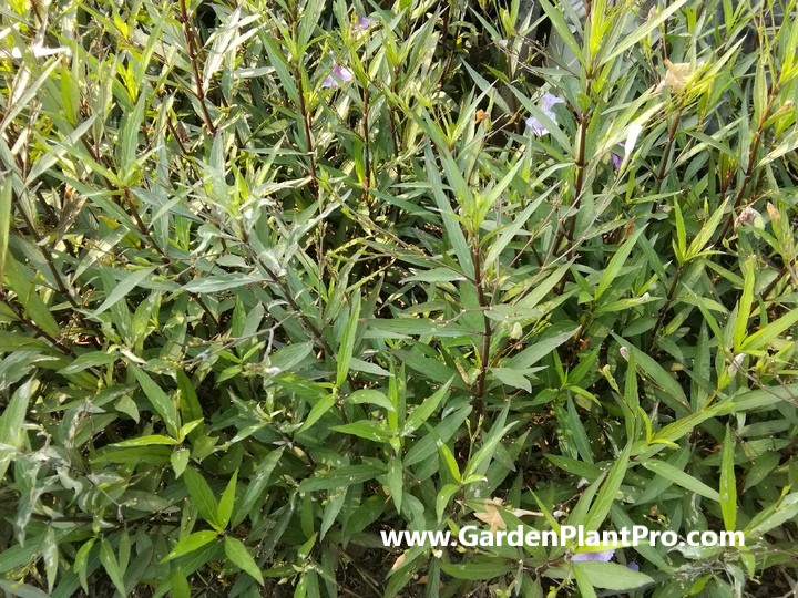 Homegrown Tarragon: How To Grow & Use This Classic French Herb