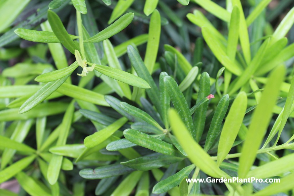 Homegrown Tarragon: How To Grow & Use This Classic French Herb