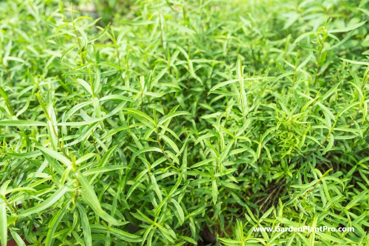 Homegrown Tarragon How To Grow & Use This Classic French Herb