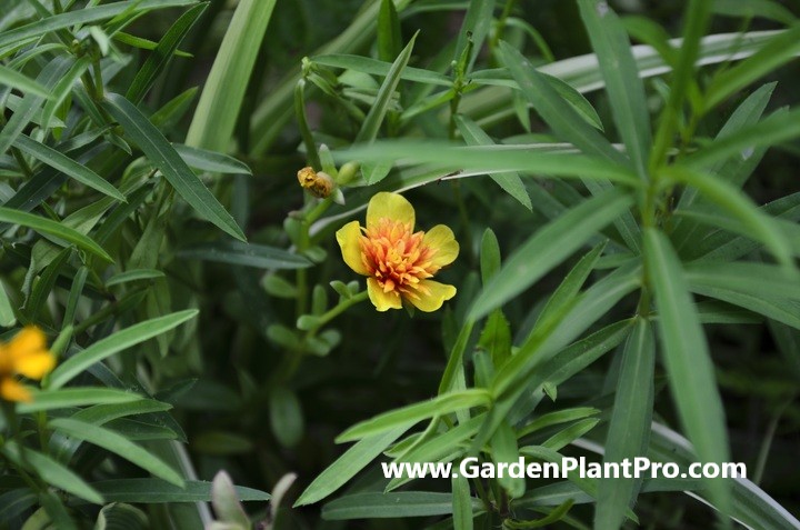 Homegrown Tarragon: How To Grow & Use This Classic French Herb