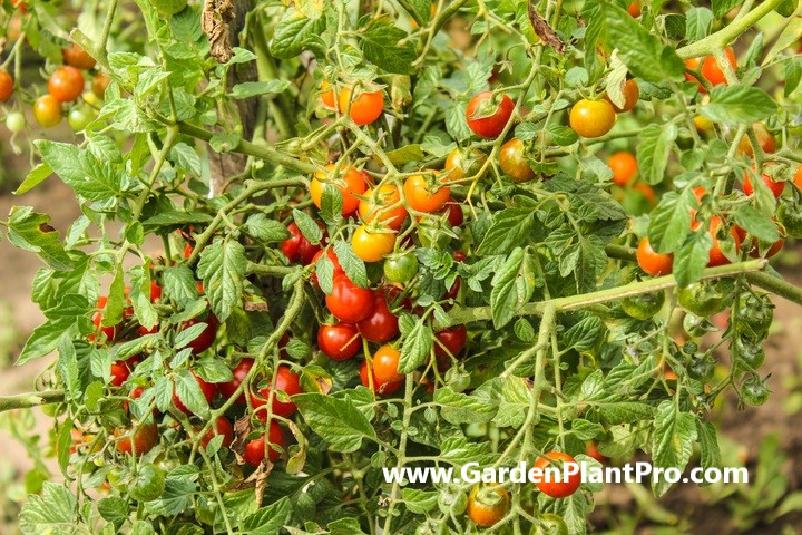 Growing Mouth-Watering Tomatoes In Your Backyard Vegetable Garden