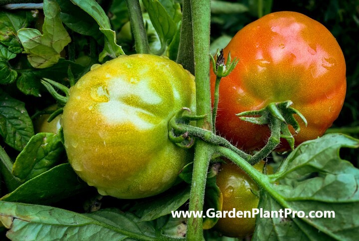 Growing Mouth-Watering Tomatoes In Your Backyard Vegetable Garden