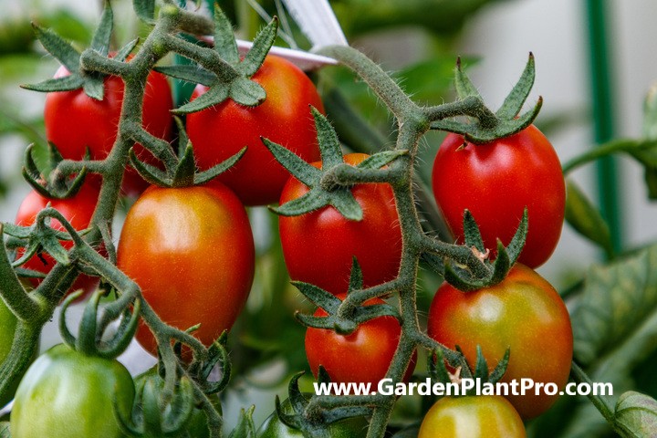 Growing Mouth-Watering Tomatoes In Your Backyard Vegetable Garden