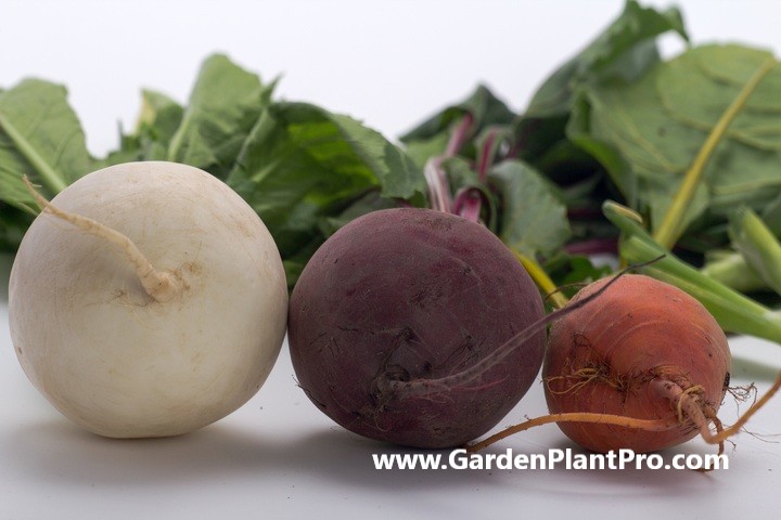 How To Grow Turnips: A Step-by-Step Guide For Home Gardeners