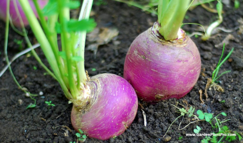 How To Grow Turnips: A Step-by-Step Guide For Home Gardeners