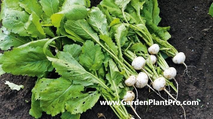 How To Grow Turnips: A Step-by-Step Guide For Home Gardeners