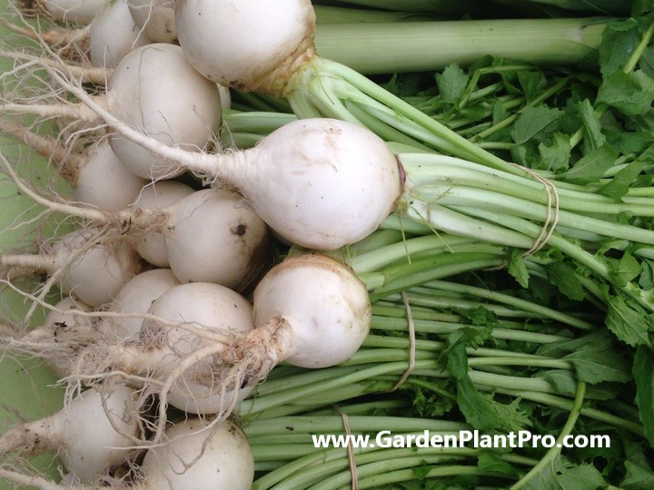 How To Grow Turnips: A Step-by-Step Guide For Home Gardeners