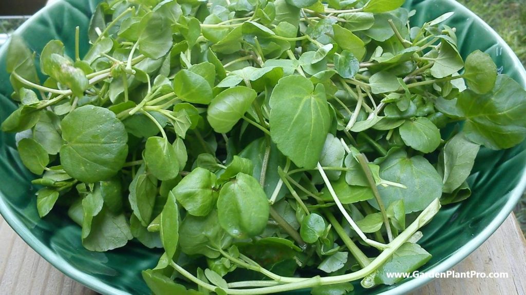 Elevate Your Salad Game: How To Grow Crisp, Peppery Watercress At Home