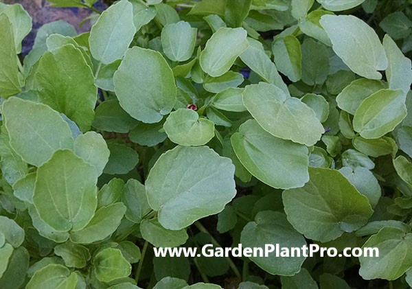 Elevate Your Salad Game: How To Grow Crisp, Peppery Watercress At Home