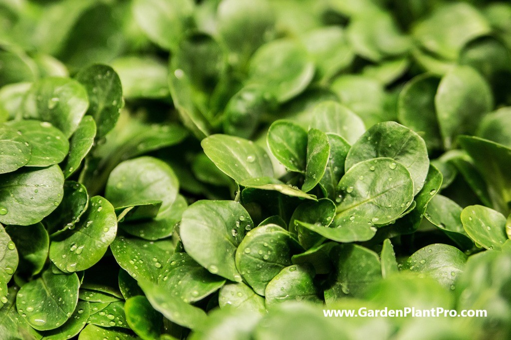 Elevate Your Salad Game: How To Grow Crisp, Peppery Watercress At Home