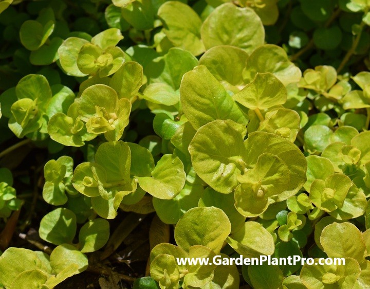 Elevate Your Salad Game: How To Grow Crisp, Peppery Watercress At Home