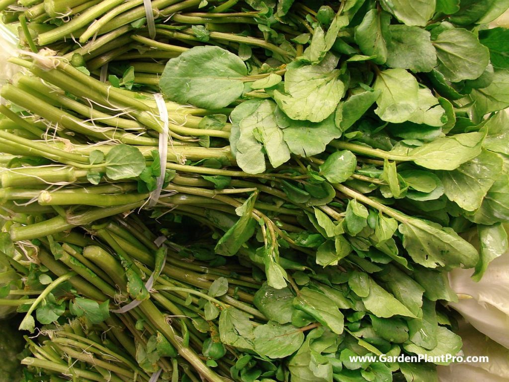 Elevate Your Salad Game: How To Grow Crisp, Peppery Watercress At Home