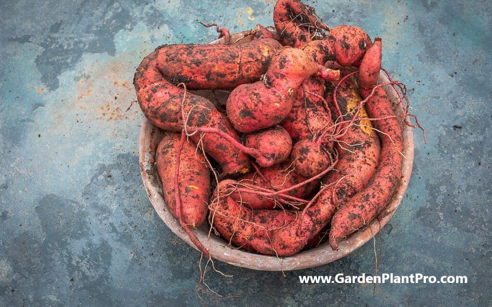 How To Grow & Harvest Yams In Your Backyard Veggie Garden