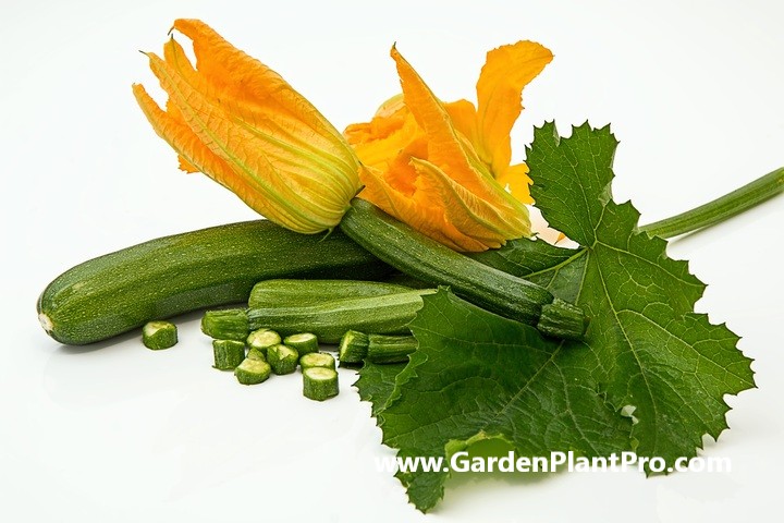 How To Grow Zucchini (Courgette) For Fresh & Flavorful Meals