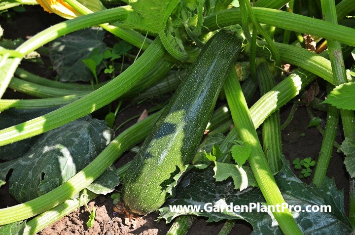 How To Grow Zucchini (Courgette) For Fresh & Flavorful Meals