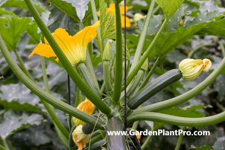 How To Grow Zucchini (Courgette) For Fresh & Flavorful Meals