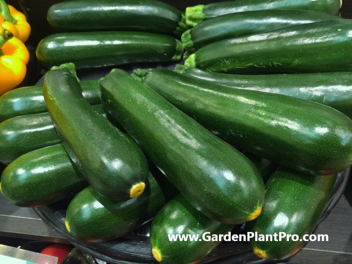 How To Grow Zucchini (Courgette) For Fresh & Flavorful Meals