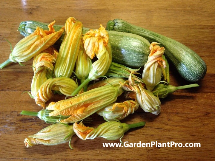 How To Grow Zucchini (Courgette) For Fresh & Flavorful Meals