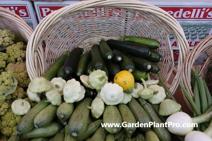 How To Grow Zucchini (Courgette) For Fresh & Flavorful Meals