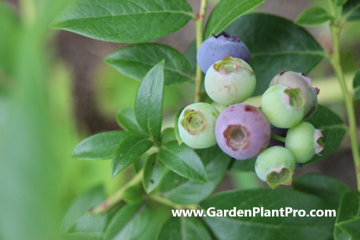 A Berry Good Guide: How To Grow Blueberries In Your Own Backyard