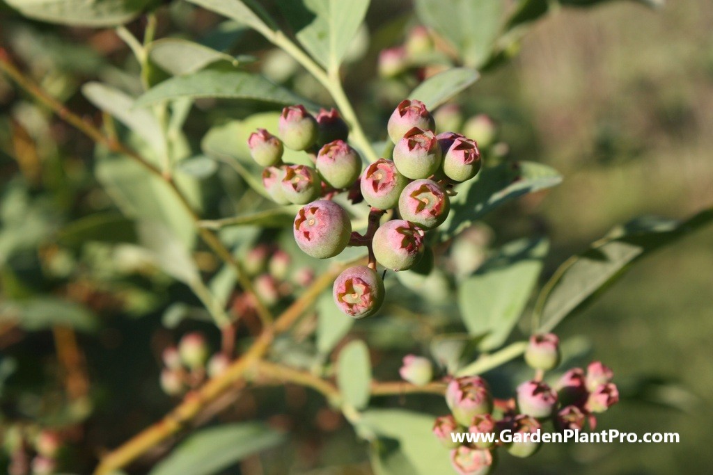 A Berry Good Guide: How To Grow Blueberries In Your Own Backyard