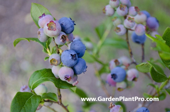 A Berry Good Guide: How To Grow Blueberries In Your Own Backyard